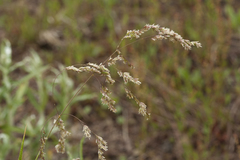 Poa neosachalinensis
