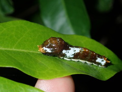 Papilio fuscus canopus