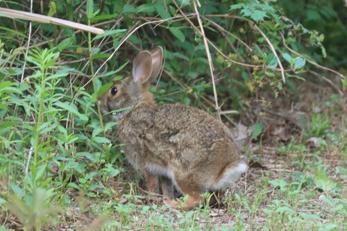 Swamp Rabbit observed by miketilley