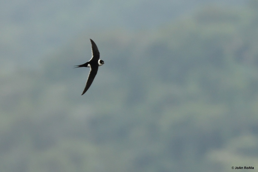 Great Swallow-tailed Swift photo