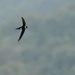 Swifts - Photo (c) Antonio Robles, some rights reserved (CC BY-NC-SA)