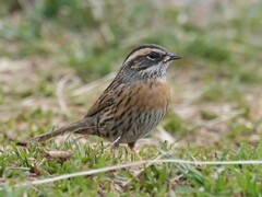 Rufous-Breasted Accentor photo 3