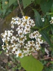 Alloispermum integrifolium