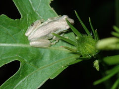 Hibiscus meraukensis