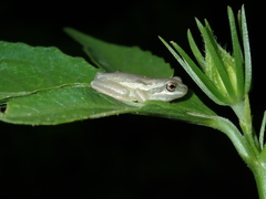 Hibiscus meraukensis