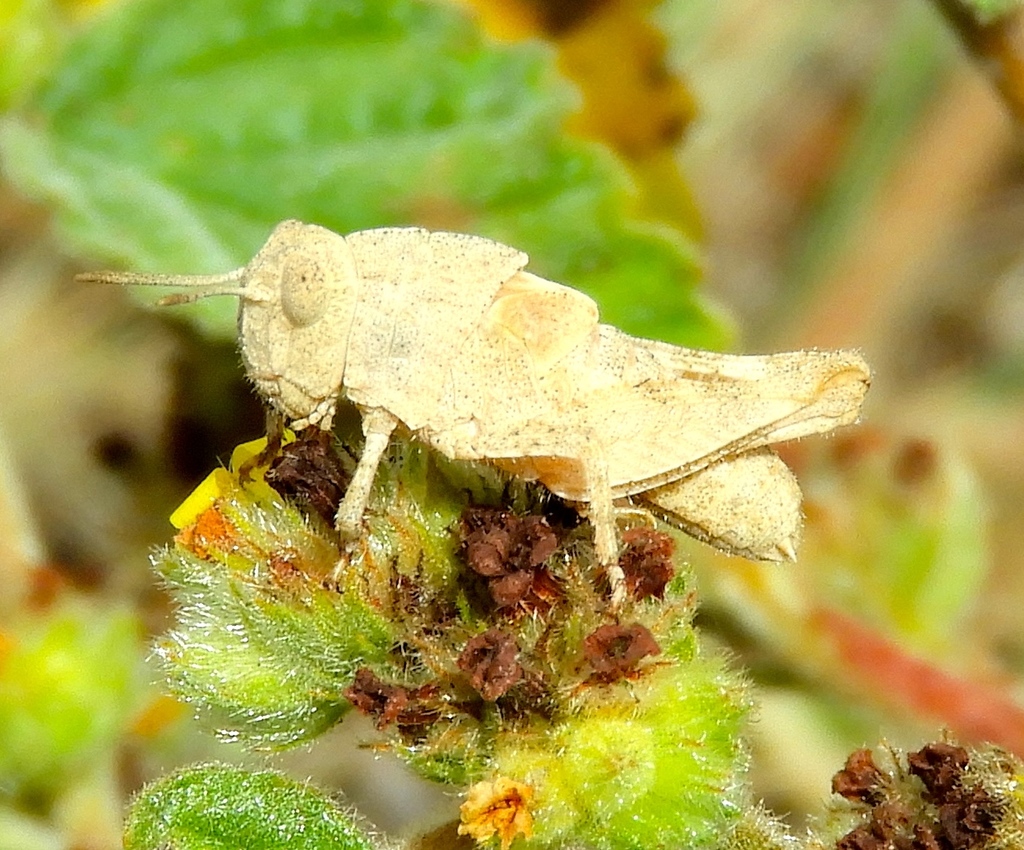 Lactista elota