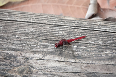 Erythemis mithroides