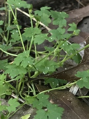 Ranunculus platensis