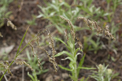 Poa neosachalinensis
