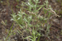 Poa neosachalinensis
