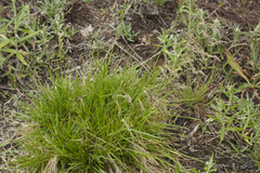 Poa neosachalinensis