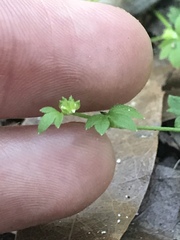 Ranunculus platensis