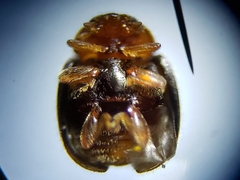 Diomus xanthaspis