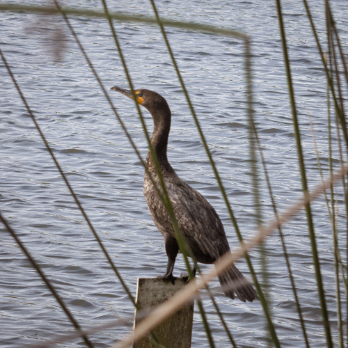 iNaturalist observation photo of Double-crested Cormorant