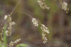 Poa neosachalinensis
