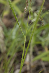 Poa neosachalinensis