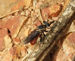 Cerotainiops