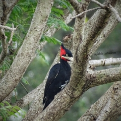 Campephilus leucopogon