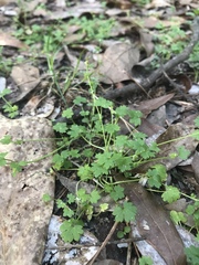 Ranunculus platensis