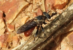 Cerotainiops