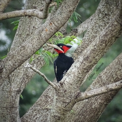 Campephilus leucopogon