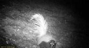 Zorrillo listado sureño observed by babonoyaba