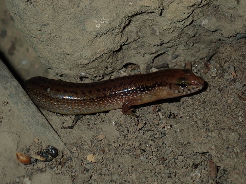 Orange-sided Bar-lipped Skink, Eremiascincus douglasi