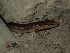 Orange-sided Bar-lipped Skink