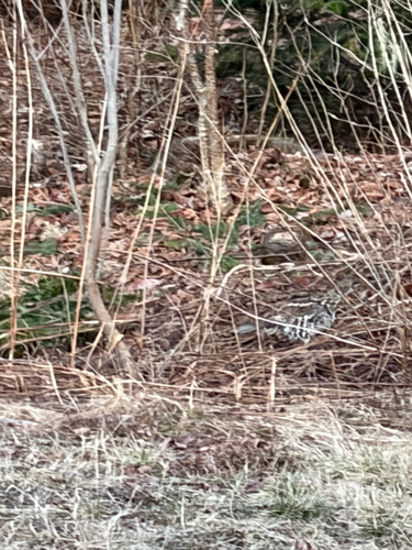 Ruffed Grouse observed by bronfp