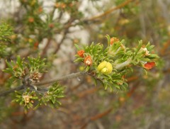 Phyllota pleurandroides