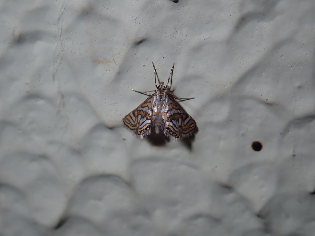 Anydraula pericompsa