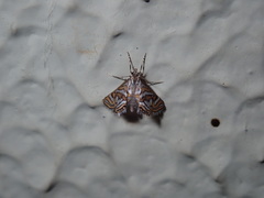 Anydraula pericompsa