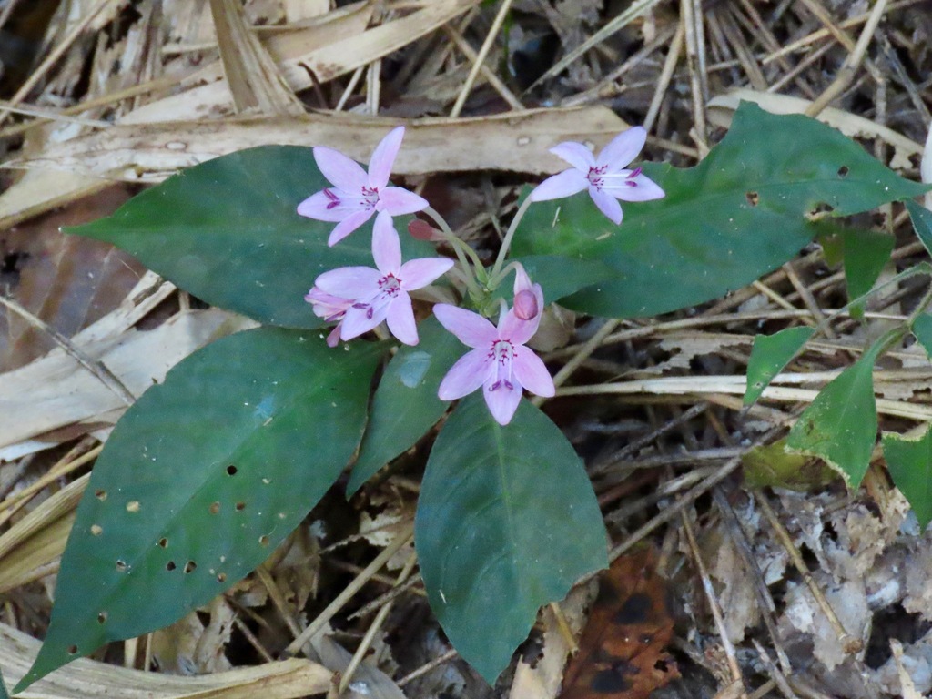Pseuderanthemum parishii (Pseuderanthemum parishii)