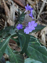 Eranthemum tetragonum