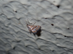 Anydraula pericompsa