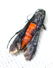 Synanthedon geliformis