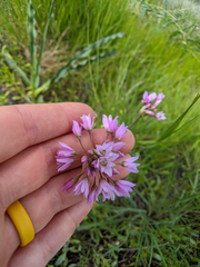 Allium serra