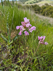 Allium serra