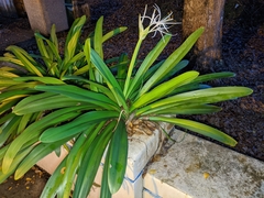 Amaryllidoideae