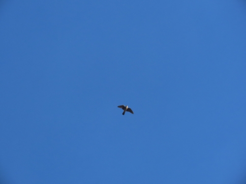 Merlin observed by carterdorscht