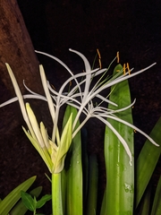 Amaryllidoideae