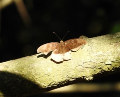 Tanaecia cocytus