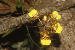 Trichocentrum ascendens