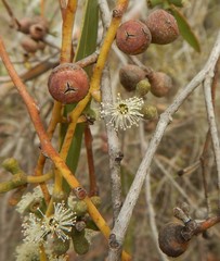 Eucalyptus arenacea