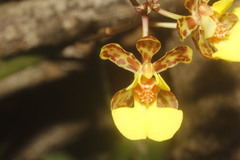 Trichocentrum ascendens