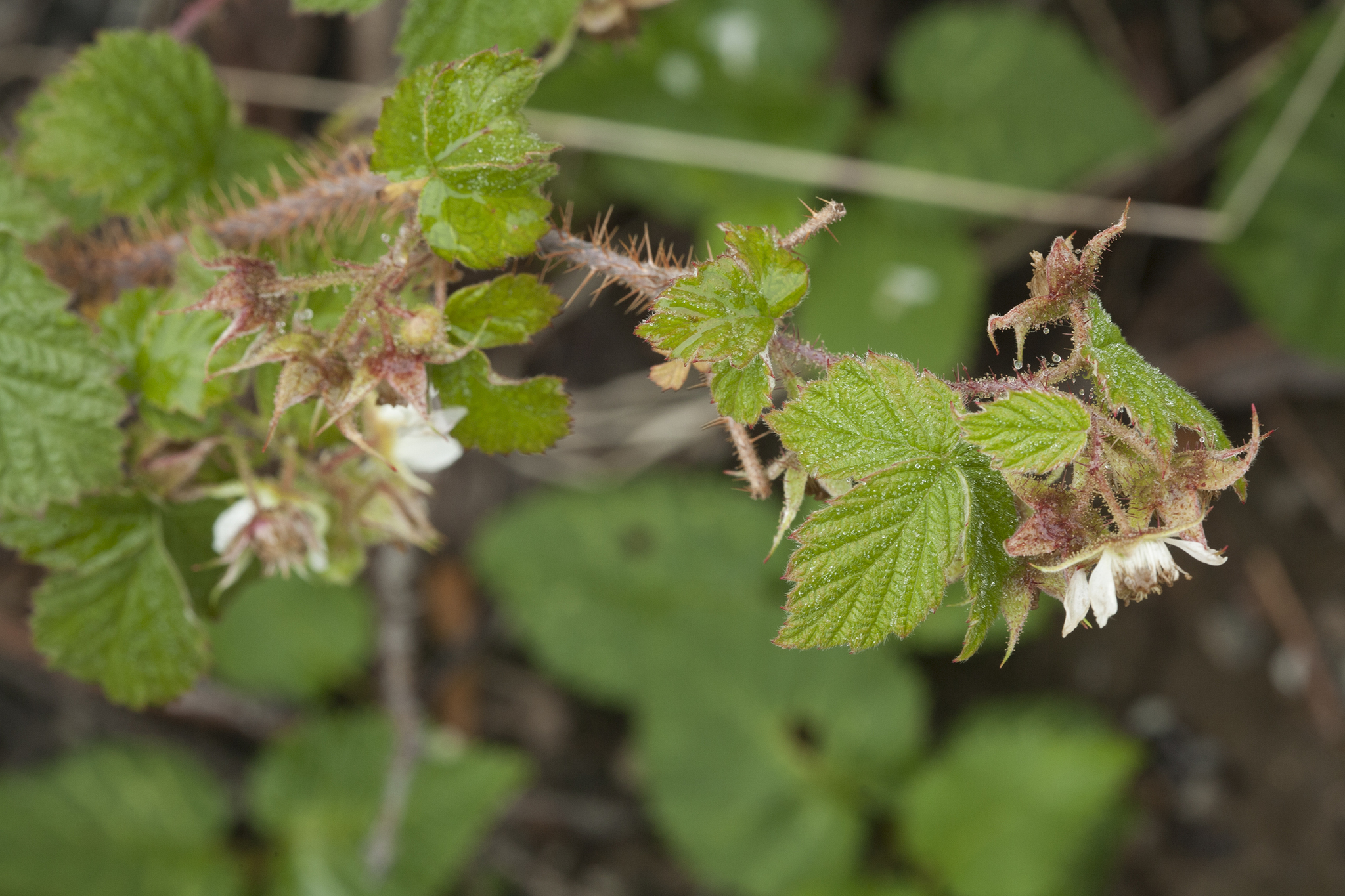 Rubus sachalinensis var. sachalinensis