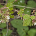 Rubus sachalinensis - Photo (c) Svetlana Nesterova, μερικά δικαιώματα διατηρούνται (CC BY-NC), uploaded by Svetlana Nesterova