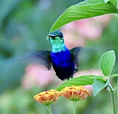 Violet-bellied Hummingbird (Chlorestes julie), photo 5