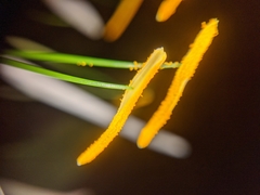 Amaryllidoideae
