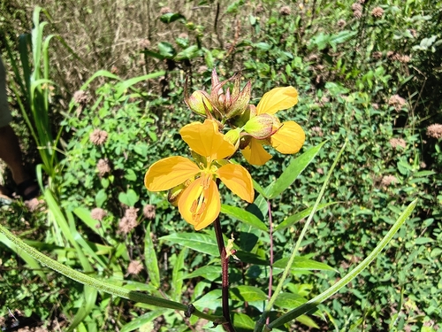 Senna occidentalis observed 2026-04-17
